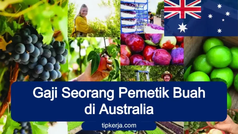 gaji petik buah di Australia