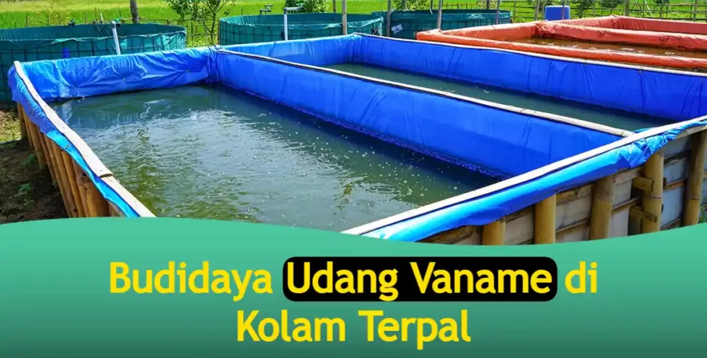 Cara Budidaya Udang Vaname di Kolam Terpal Kecil